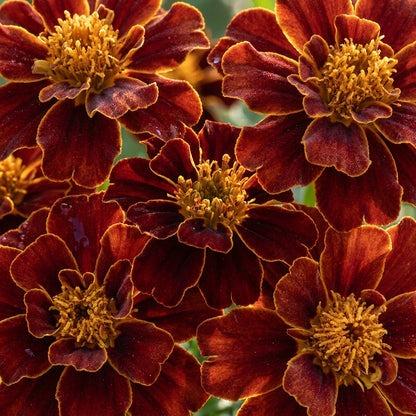 Safari Red Marigold Flower Seeds For Planting