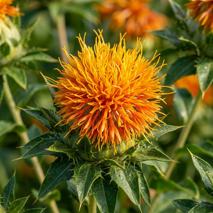 Lorenzo Trussoni Safflower Flower Seeds For Planting