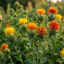 Lorenzo Trussoni Safflower Flower Seeds For Planting