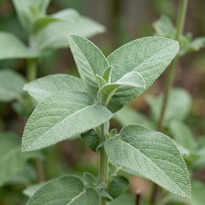Salvia Amplexicaulis Seeds
