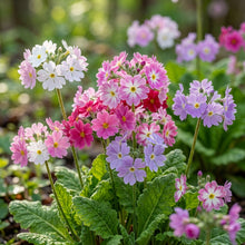 Sakurasou Japanese Flower Seeds for Planting