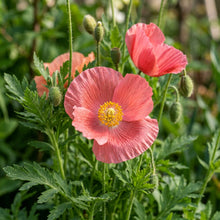 Meconopsis Cambrica Frances Perry Flower Seeds for Garden Planting