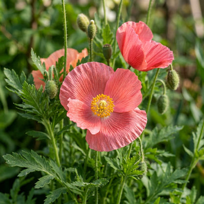 Meconopsis Cambrica Frances Perry Flower Seeds for Garden Planting