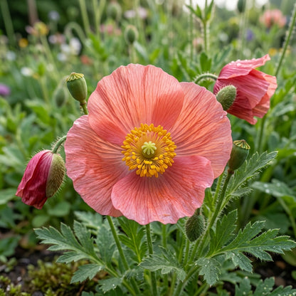 Meconopsis Cambrica Frances Perry Flower Seeds for Garden Planting