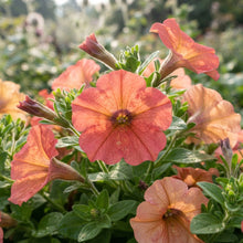 Salmon Petunia Seeds - Salmon Petunia Flower Seeds for Garden