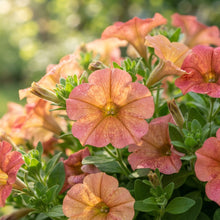 Salmon Petunia Seeds - Salmon Petunia Flower Seeds for Garden
