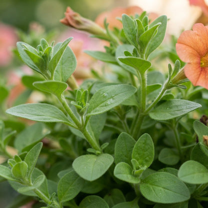 Salmon Petunia Seeds - Salmon Petunia Flower Seeds for Garden
