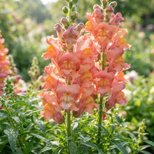 Salmon Snapdragon Flower Seeds - Snapdragon Flower Seeds for Garden