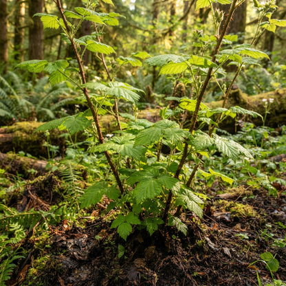Salmonberry (Rubus spectabilis) Seeds for Planting