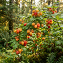 Salmonberry (Rubus spectabilis) Seeds for Planting