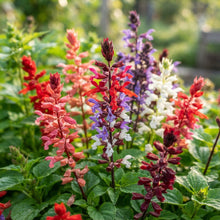 Salvia Dwarf Reddy Formula Mixed Hybrid Seeds for Planting