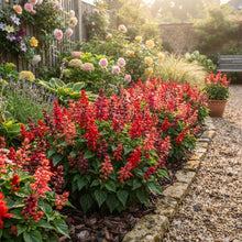 Salvia Dwarf Reddy Formula Mixed Hybrid Seeds for Planting