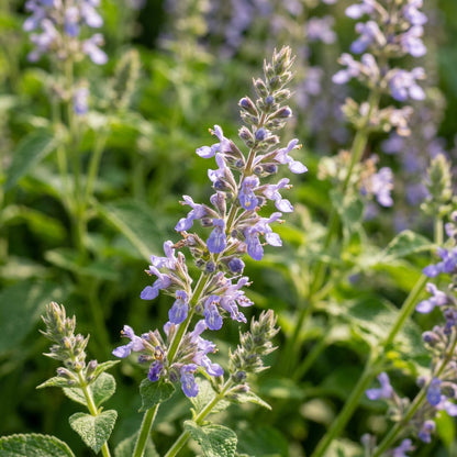 Salvia Hispanica Chia Seeds – Nutrient Garden Seeds