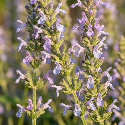 Salvia Hispanica Chia Seeds For Planting