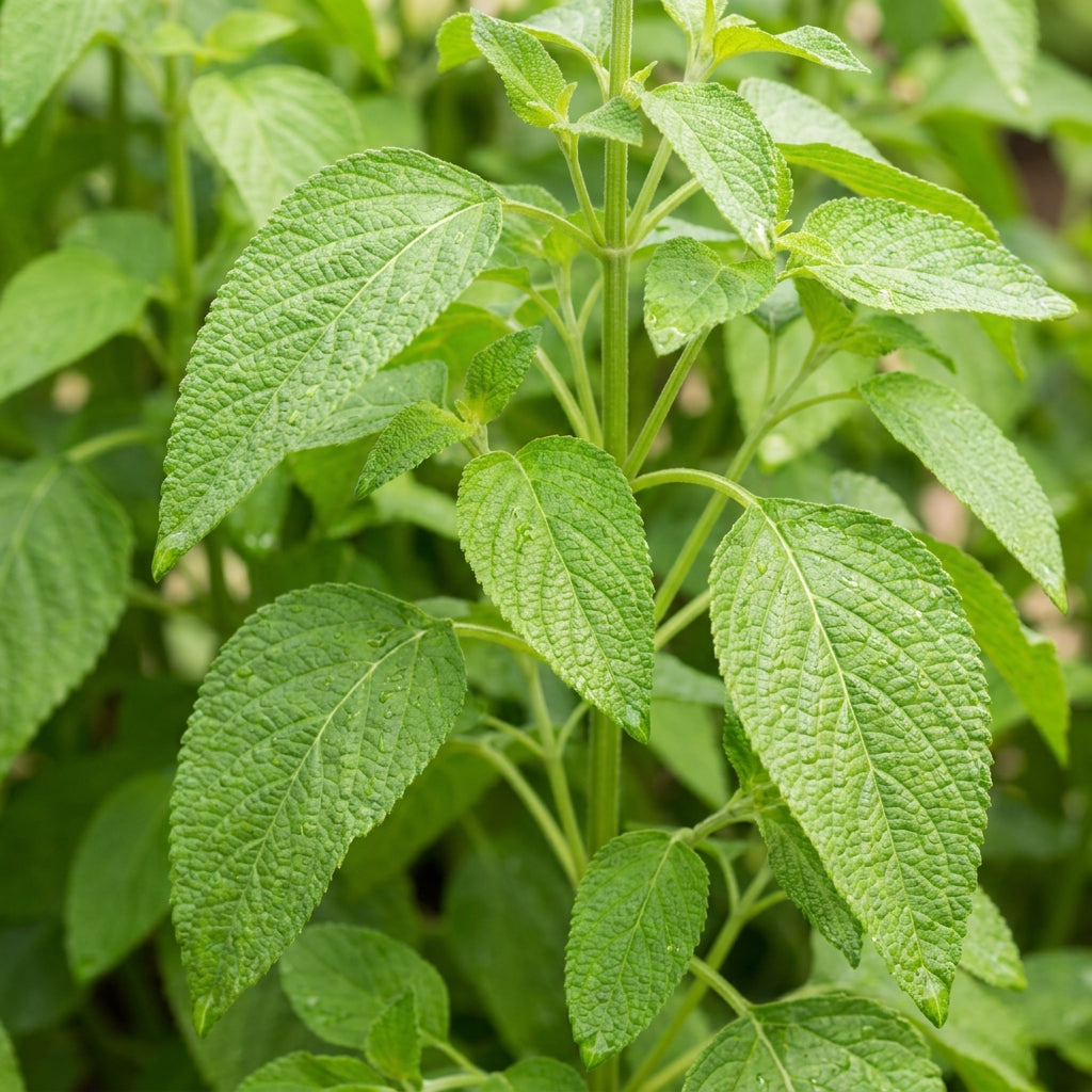 Salvia Hispanica Chia Seeds For Planting