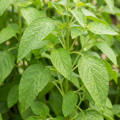 Salvia Hispanica Chia Seeds For Planting
