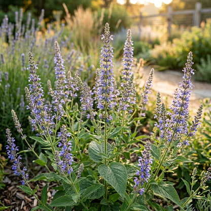 Salvia Hispanica Chia Seeds – Nutrient Garden Seeds