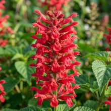 Salvia 'Red Fire' Flower Seeds for Planting
