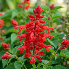 Salvia 'Red Fire' Flower Seeds for Planting