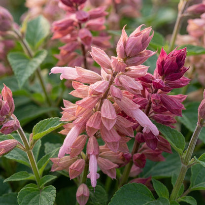 Salvia Say So Rose  Flower Seeds for Planting
