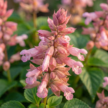 Salvia Say So Rose  Flower Seeds for Planting