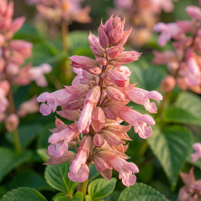 Salvia Say So Rose  Flower Seeds for Planting