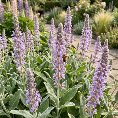 Salvia Tomentosa Flower Seeds