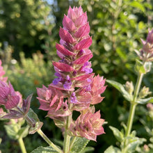 Salvia Viridis Pink Sundae Flower Seeds For Planting
