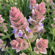 Salvia Viridis Pink Sundae Flower Seeds For Planting