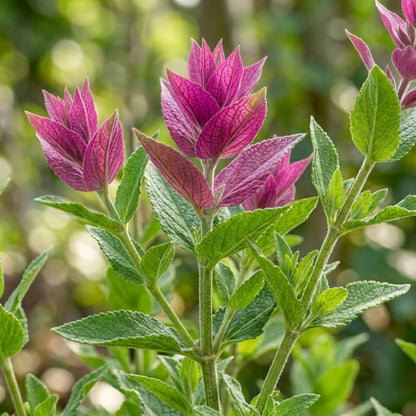 Salvia Viridis Pink Sundae Seeds – Pink Ornamental Spikes