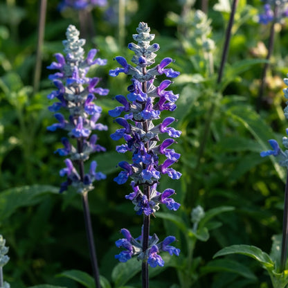 Salvia Farinacea Victoria Seeds for Planting