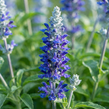 Salvia Farinacea Victoria Seeds for Planting