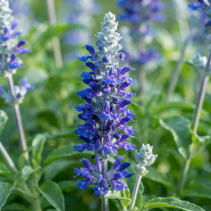 Salvia Farinacea Victoria Seeds for Planting