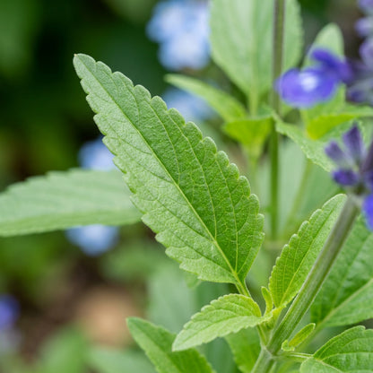 Salvia Farinacea Deep Blue Seeds