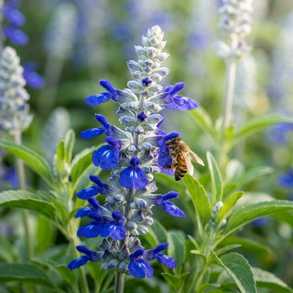 Salvia Farinacea Deep Blue Seeds