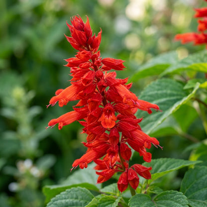 Salvia Saint Johns Fire Flower Seeds For Planting