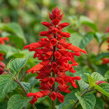 Salvia Saint Johns Fire Flower Seeds For Planting