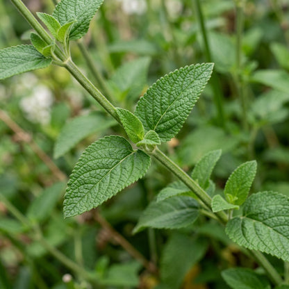 Salvia Saint Johns Fire Flower Seeds For Planting