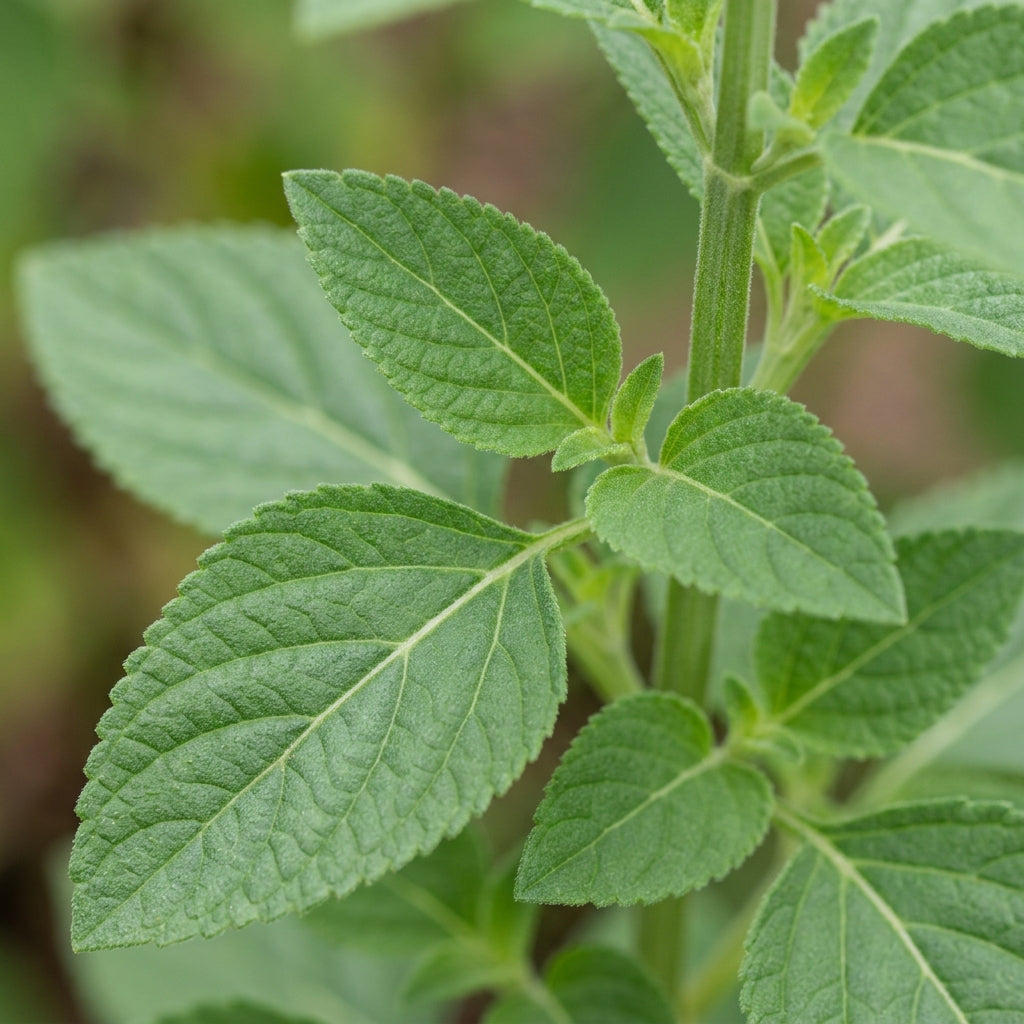 Salvia Say So Rose  Flower Seeds for Planting