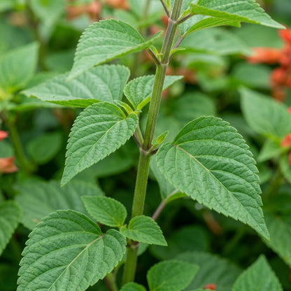 Salvia 'Red Fire' Flower Seeds for Planting