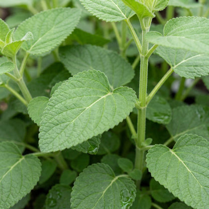 Salvia forskaehlei Flower Seeds for Planting