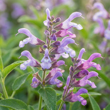 Salvia forskaehlei Flower Seeds for Planting