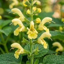Salvia Glutinosa Flower Seeds