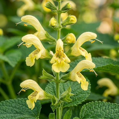 Salvia Glutinosa Flower Seeds