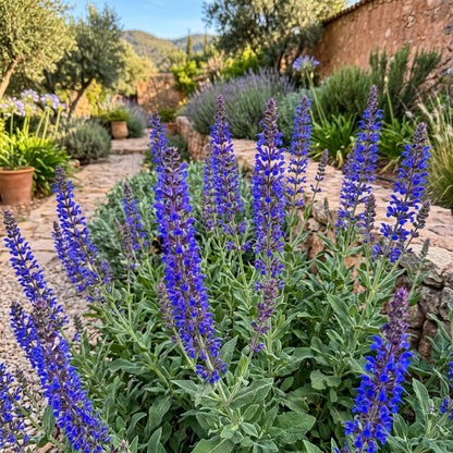 Salvia Maroccana Flower Seeds