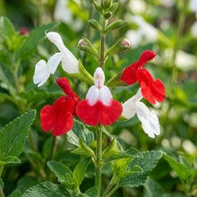 Salvia 'Hot Lips' Flower Seeds for Planting