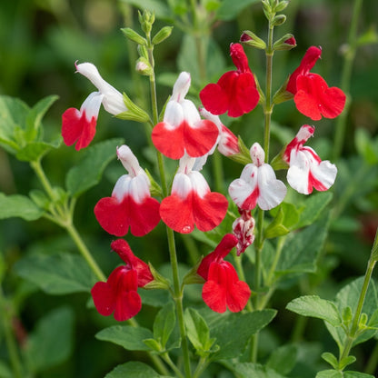 Red Lips Flower Seeds - Salvia Hot Lips Flower Seeds for Garden