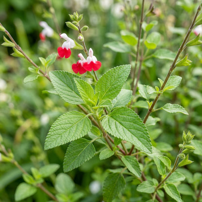 Salvia 'Hot Lips' Flower Seeds for Planting