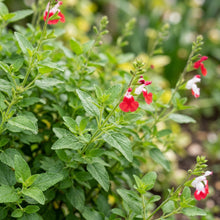 Salvia 'Hot Lips' Flower Seeds for Planting