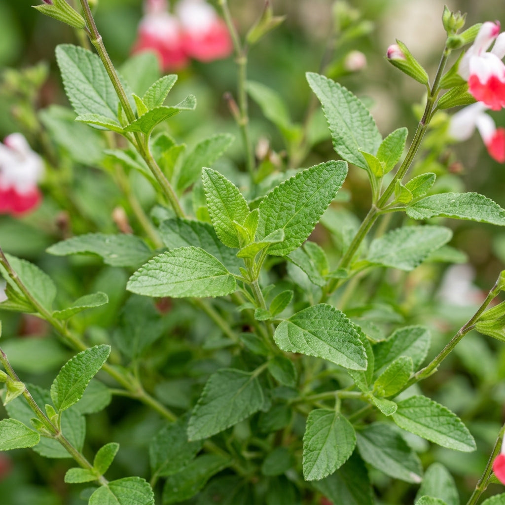 Red Lips Flower Seeds - Salvia Hot Lips Flower Seeds for Garden